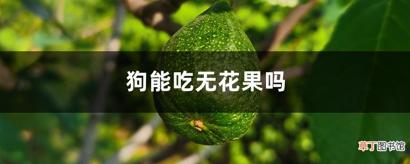 狗能吃无花果吗