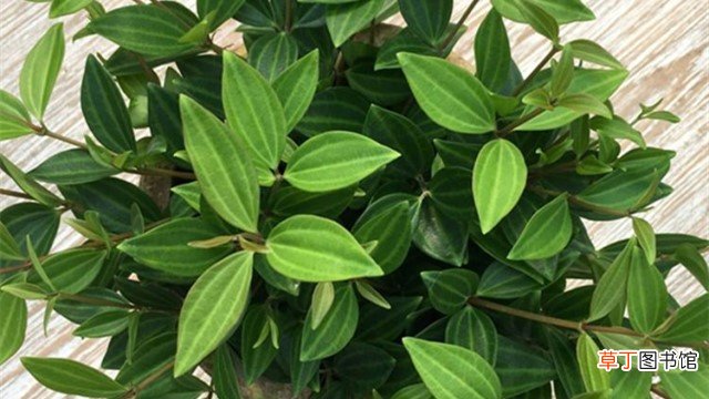 钻石翡翠植物注意事项