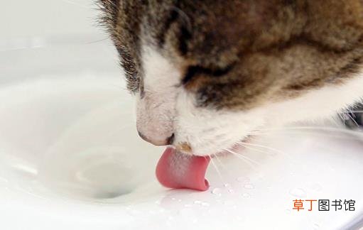 宠物猫咪不喜欢喝水不一定是病这六种方法拯救你