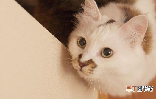 宠物猫咪不喜欢喝水不一定是病这六种方法拯救你