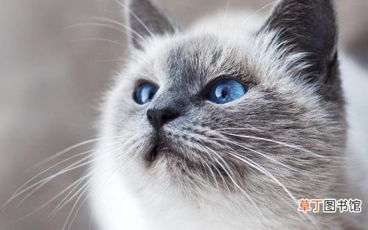 宠物猫咪不喜欢喝水不一定是病这六种方法拯救你