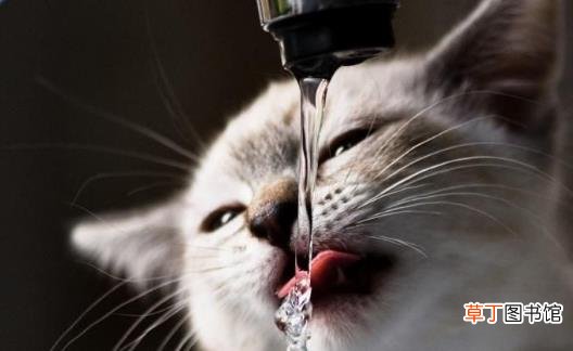 宠物猫咪不喜欢喝水不一定是病这六种方法拯救你
