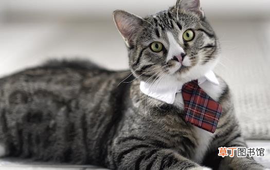宠物猫咪不喜欢喝水不一定是病这六种方法拯救你