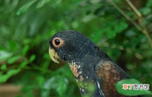 青铜翅鹦鹉的价格 青铜翅鹦鹉的饲养方法