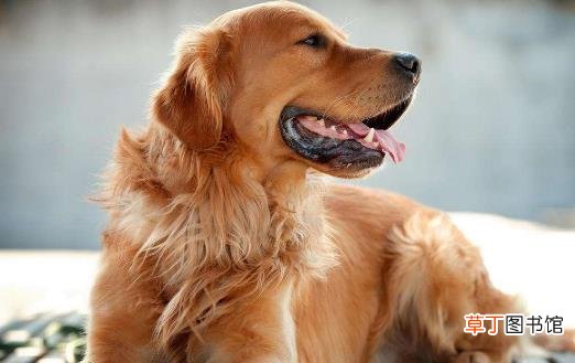 狗狗呕吐 狗狗呕吐腹泻治疗方法