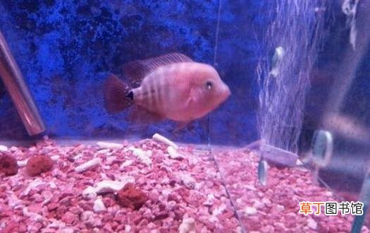 家里养鱼应该多久换一次水？