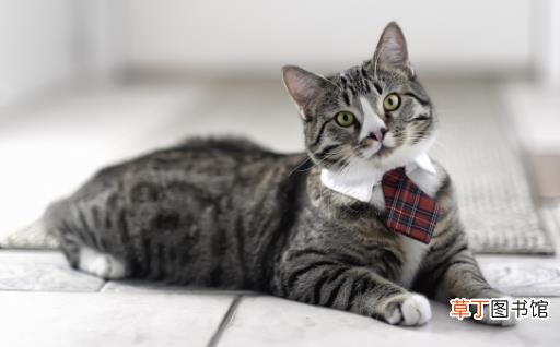 猫咪喜欢抓家具主人很苦恼 防止猫抓家具的方法介绍
