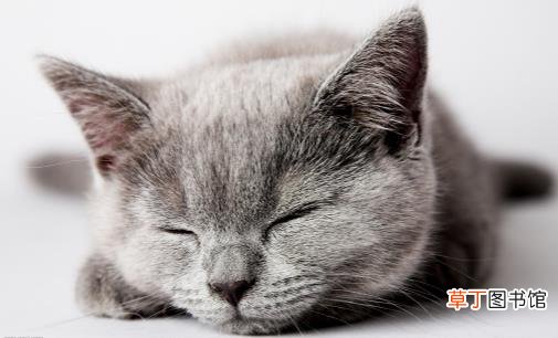 猫咪喜欢抓家具主人很苦恼 防止猫抓家具的方法介绍