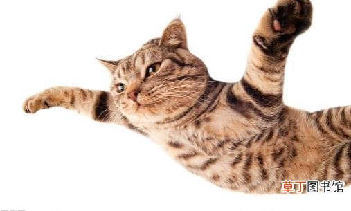 猫咪喜欢抓家具主人很苦恼 防止猫抓家具的方法介绍