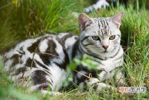 调教美国短毛猫的正确方法是什么