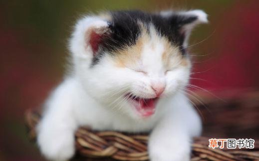 猫咪走丢了？教你找回走失的猫咪