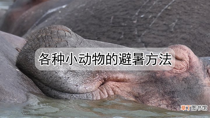 还有哪些小动物避暑方法