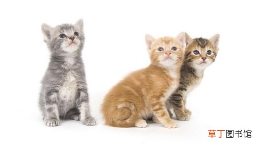 给猫咪喂食的技巧