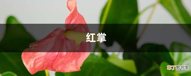 “红掌”开得再娇艳，这4点不注意，也能变得“灰头土脸”