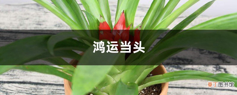 客厅里养盆“鸿运当头”，长得好看花开的旺，寓意生活红红火火！