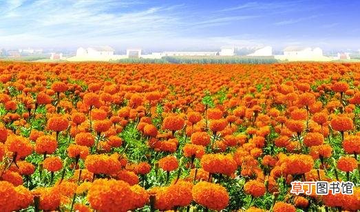 万寿菊怎样养护？万寿菊的特征