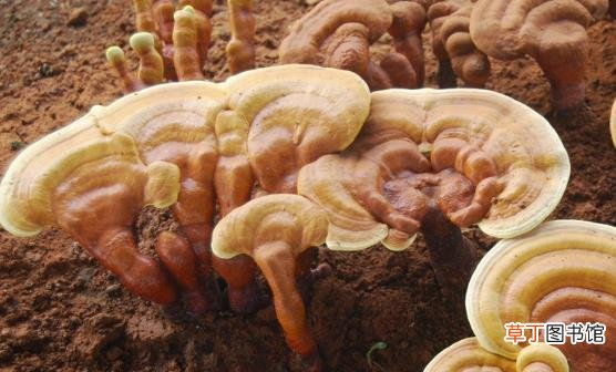 灵芝神奇的药用价值 八款灵芝食疗汤推荐