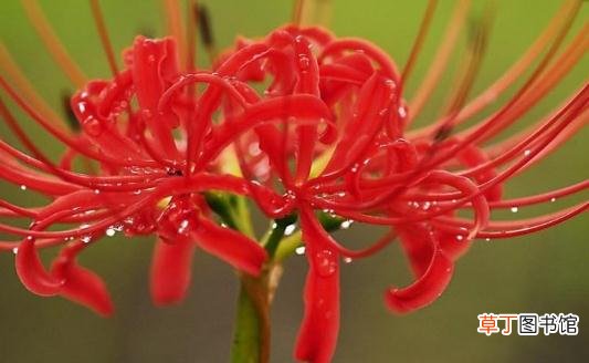 曼陀罗花的特征-曼陀罗怎样栽种？