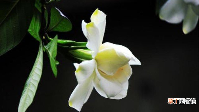 水栀子和黄栀子的区别