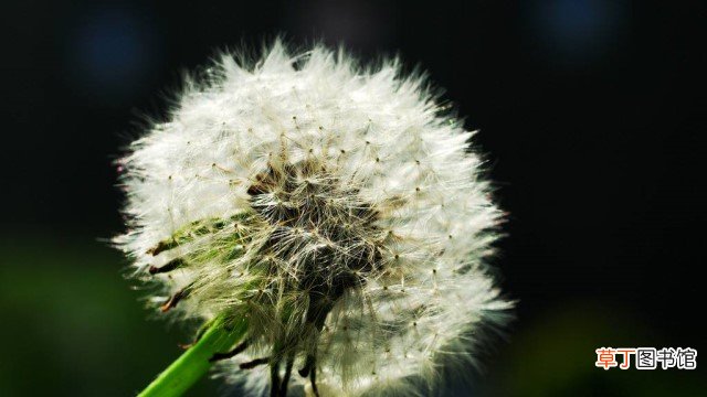 苦菊和蒲公英的区别