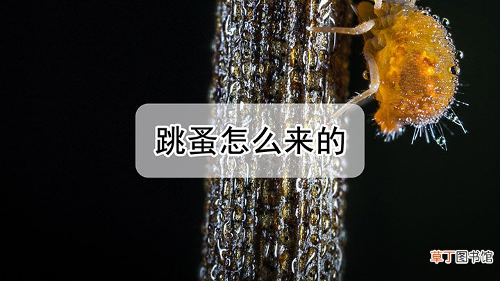 跳蚤是怎么来的