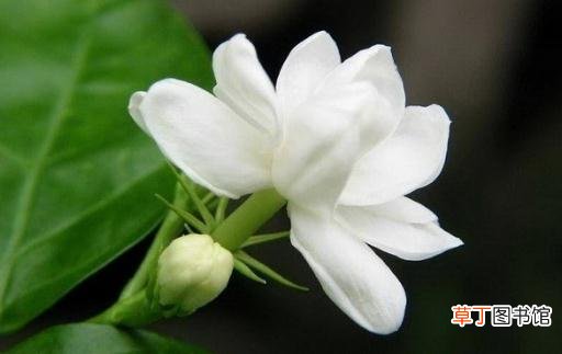 花盆里有虫蚁怎样办？