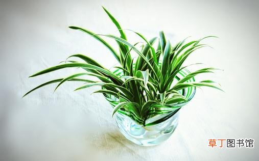 水培植物的水里长绿藻了怎样办