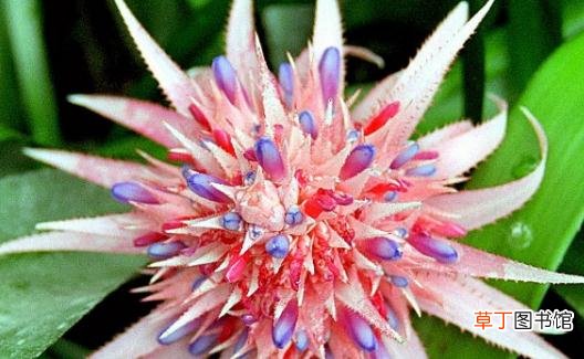 粉菠萝怎样养？粉菠萝是怎样的？