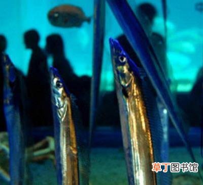 为何带鱼不能人工养殖 带鱼为什么一出水后就会死掉 带鱼是深海鱼吗