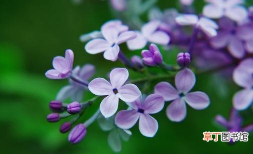 丁香花的介绍-丁香花对家居环境的影响