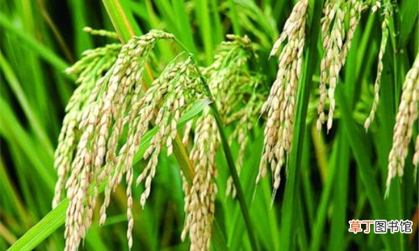 小麦和水稻的区别