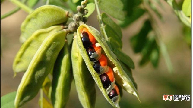 相思子和相思豆的区别