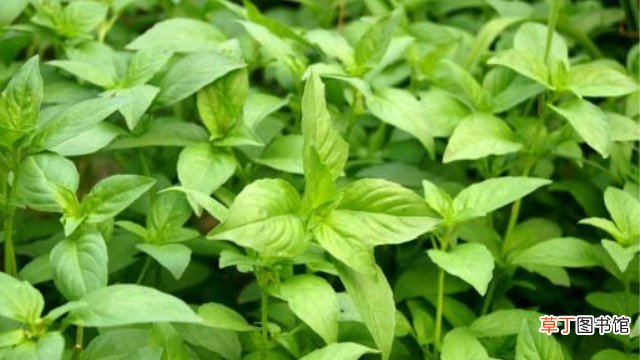 防风和荆芥有什么区别