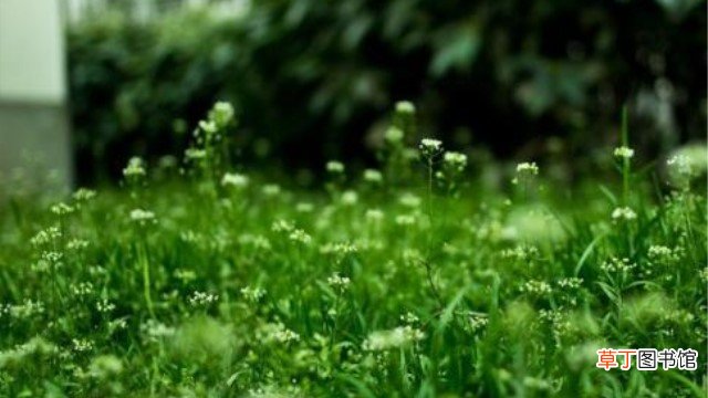 葶苈子与荠菜的区别