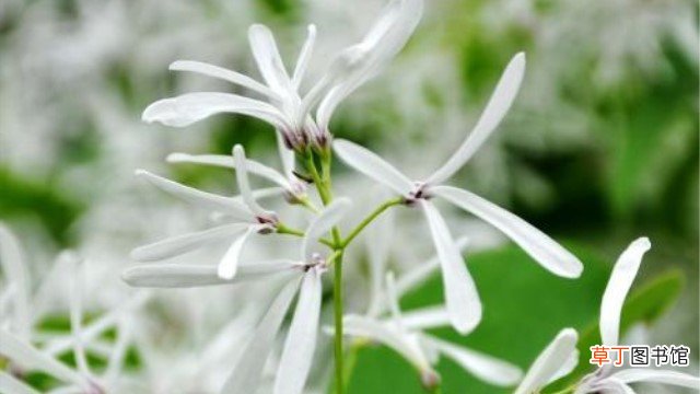 白蜡树和流苏树的区别