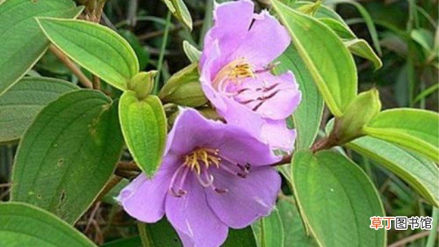 毛菍与山菍区别