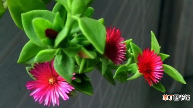 牡丹吊兰和白花紫露草的区别