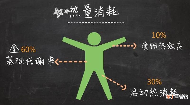 人体每日所需热量是多少-人体每天需要多少热量