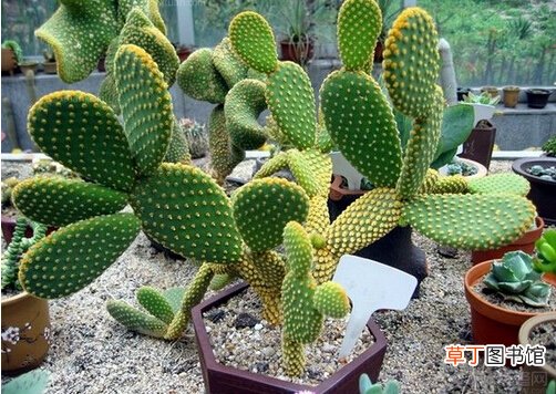 仙人掌怎样养？仙人掌养殖的注意事项