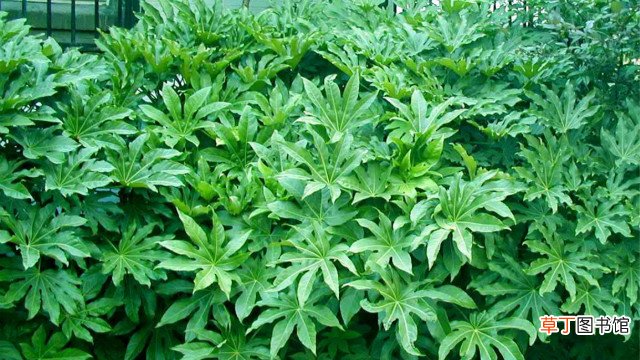 孔雀木和八角金盘的区别