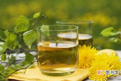泡蒲公英水有什么禁忌-哪些人不能喝泡蒲公英水