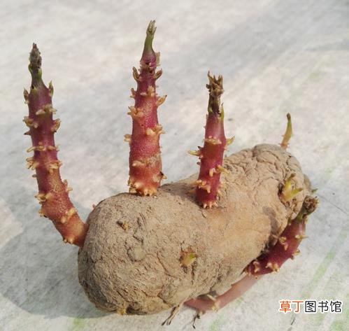 土豆发芽了还能吃吗？刚发芽的土豆可以吃吗