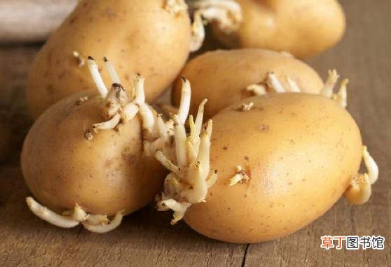 土豆发芽了还能吃吗？刚发芽的土豆可以吃吗