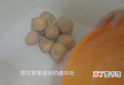 土豆发芽了还能吃吗？刚发芽的土豆可以吃吗