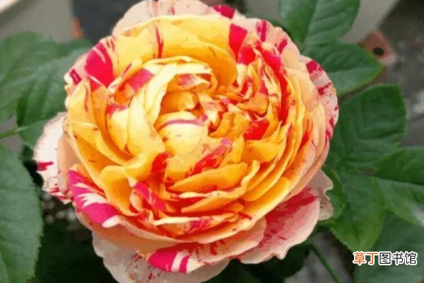 这3种花，家里要是有1棵，给100万都不卖！