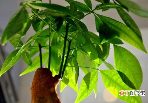 发财树小盆栽怎样养 发财树小盆栽的养殖方法