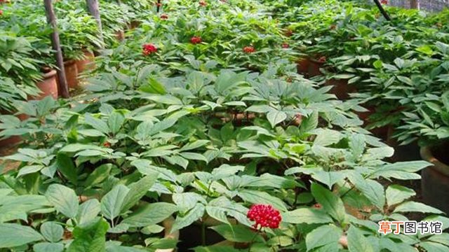 天麻和参区别