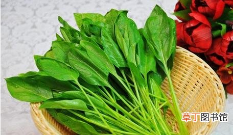 吃波菜的好处和坏处有哪些?-波菜的营养价值和功效