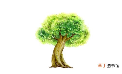 榕树是怎样的？怎样识别榕树？