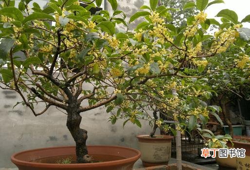 盆栽桂花不开花怎样办？